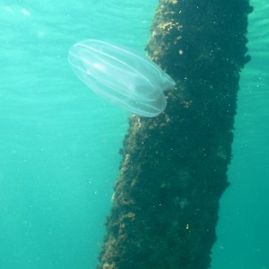 Navarre Pier, FL 070409