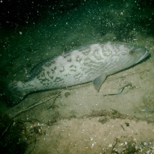 Ft. Pickens, FL 070409 - Gag Grouper