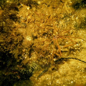 Ft. Pickens, FL 070409 - Arrow Crab