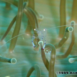 Anemone Cleaner Shrimp