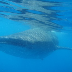 Whale Shark July 09