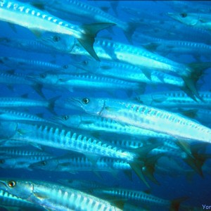 Yongala Wreck Dive - Townsville Australia