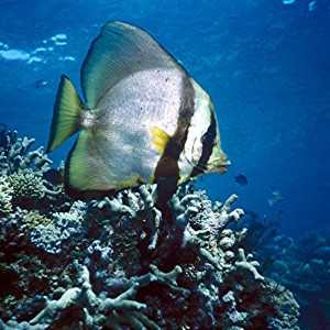 Yongala Wreck Dive - Townsville Australia