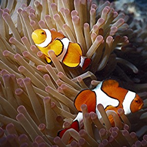 Yongala Wreck Dive - Townsville Australia