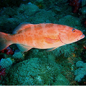 Yongala Wreck Dive - Townsville Australia