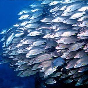 Yongala Wreck Dive - Townsville Australia