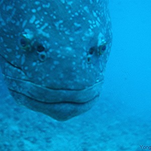 Yongala Wreck Dive - Townsville Australia