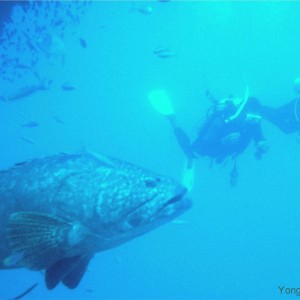 Yongala Wreck Dive - Townsville Australia