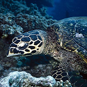 Yongala Wreck Dive - Townsville Australia