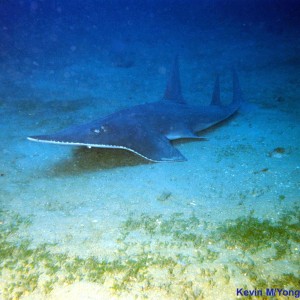 Yongala Wreck Dive - Townsville Australia