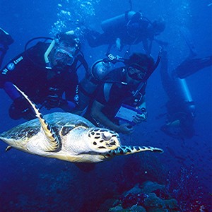 Yongala Wreck Dive - Townsville Australia