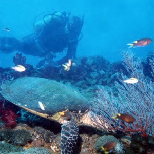 Yongala Wreck Dive - Townsville Australia