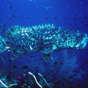 Yongala Wreck Dive - Townsville Australia