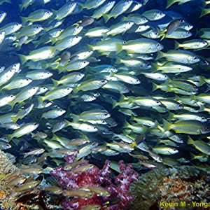 Yongala Wreck Dive - Townsville Australia