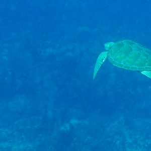 Green Turtle