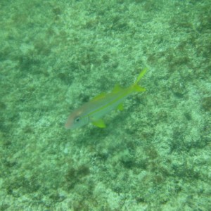 2009-05-20_32_Yellow_Tail_Snapper