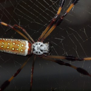 Lower Alabama Garden Spider