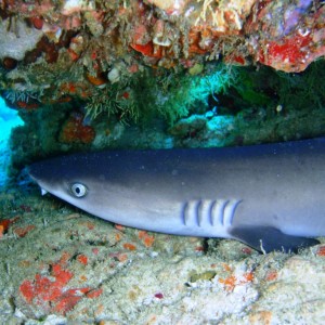 Juvenile Whitetip shark
