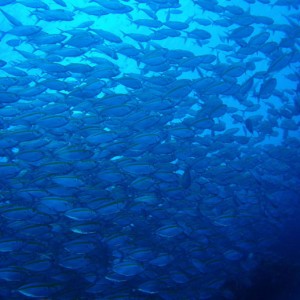 Reefers Dive Resort