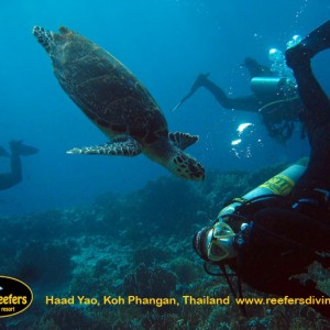 Reefers Dive resort