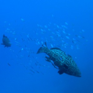 Groupers w/ little fish...