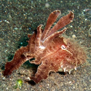 Cuttlefish