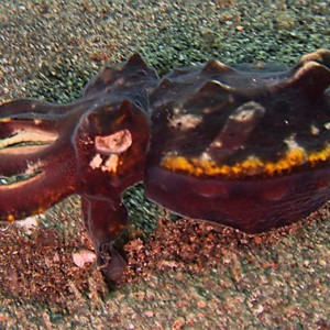 Flamboyant Cuttlefish