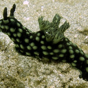 Nudibranch