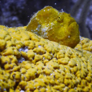 Frog-Fish