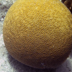 Large-Brain-Coral