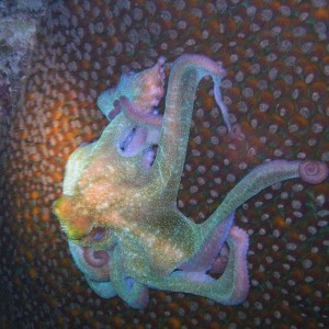 Octo-on-Coral