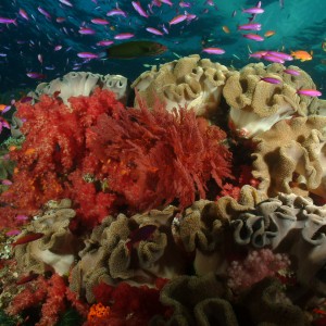 Reef scene Fiji