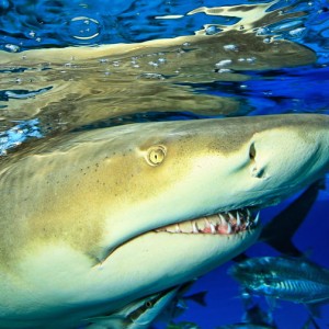 Lemon Shark up close