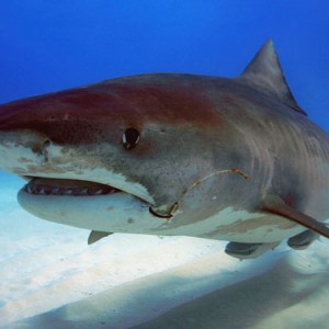 Ms. Tiger Shark