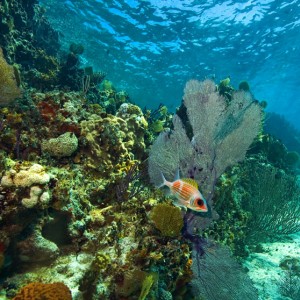 Squirrelfish