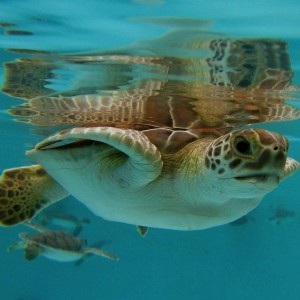 Baby Green Sea Turtle