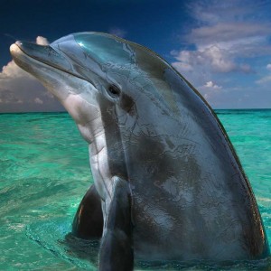 Dolphin in The Bahamas