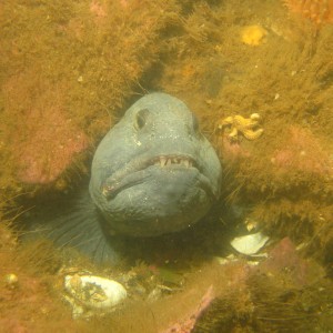 Wolffish