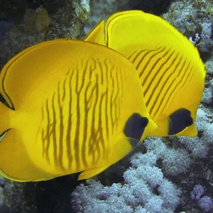 Butterfly fish