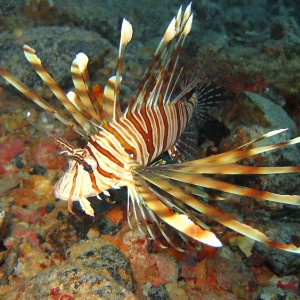 Lion fish