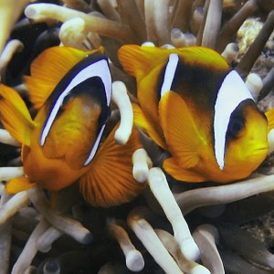 Clown fish