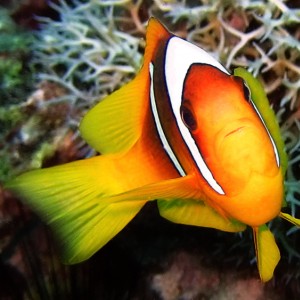 Clown fish