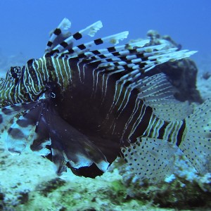 Lion fish