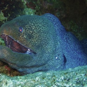 Grey moray