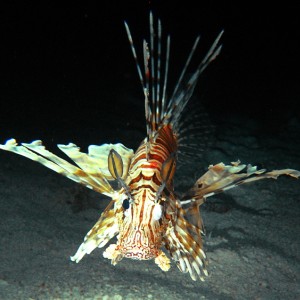 Lion fish