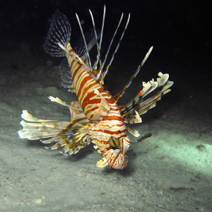 Lion fish