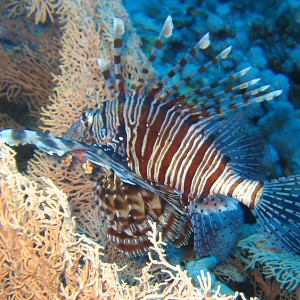 Lion fish