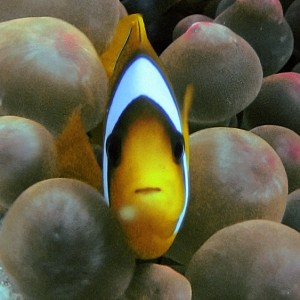 Clown fish