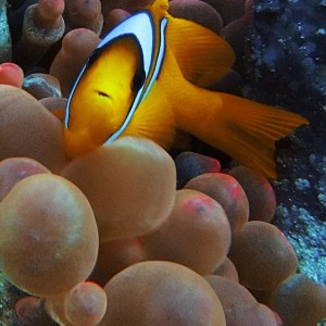 Clown fish