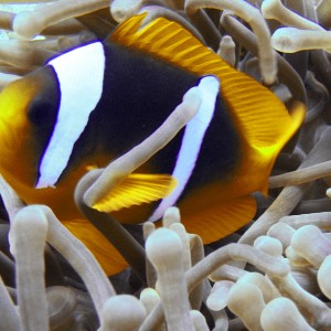 Clown fish